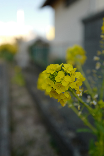 菜の花