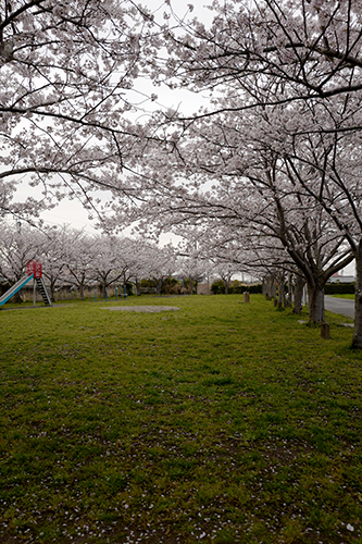 桜