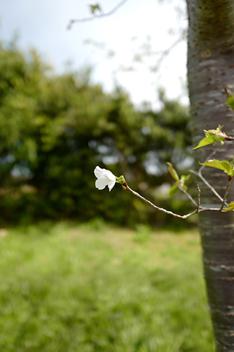 桜