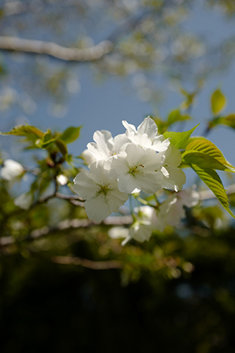 桜