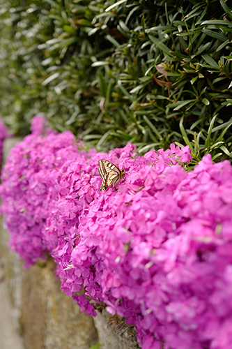 芝桜と蝶々