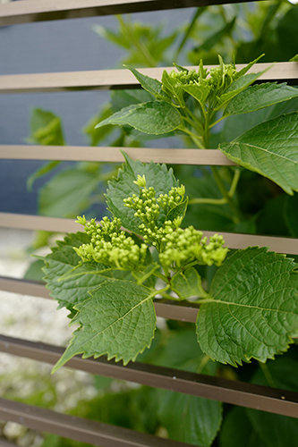 咲き始めの紫陽花