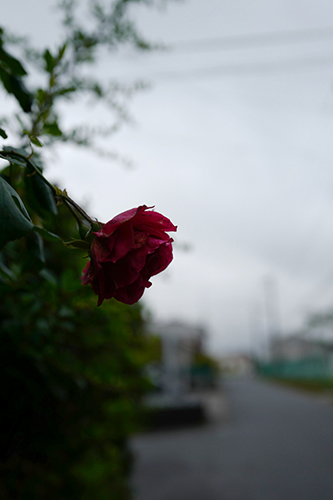 庭先のバラ