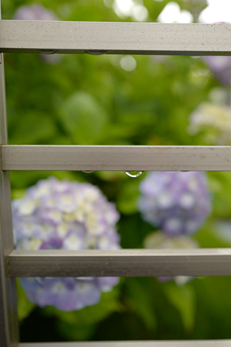 雨の紫陽花