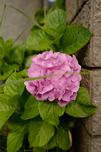 紫陽花