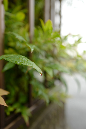 雨の一ノ宮