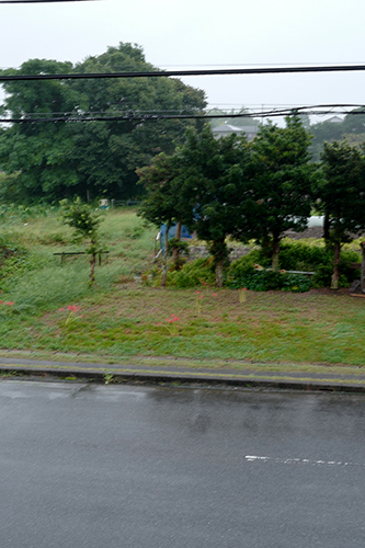 雨の曼珠沙華