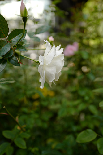 三菱一号館美術館中庭の薔薇