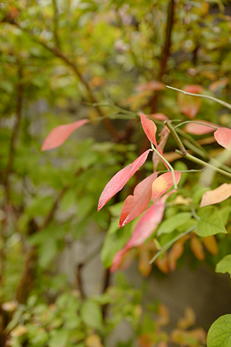 紅葉のブルベリ