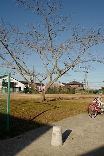 公園の木