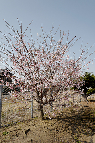 桜