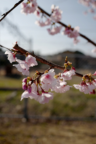 桜