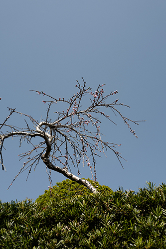 晴天の枝垂れ桜