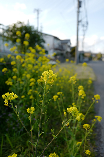 菜の花