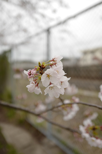 公園の桜