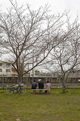 公園の桜