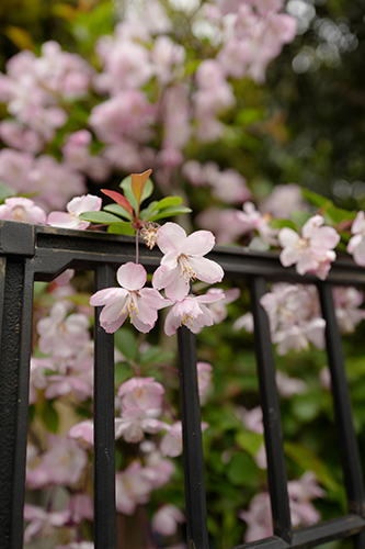 桜