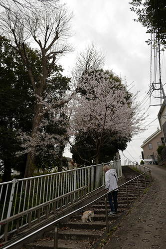 桜