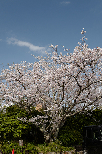 九十九里ハーブガーデンの桜