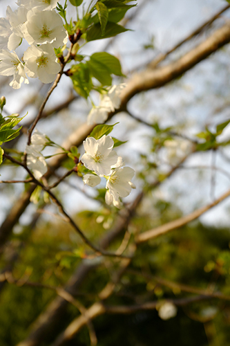 ご近所の桜