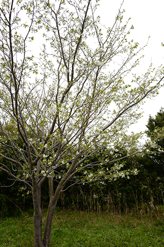 ご近所の桜