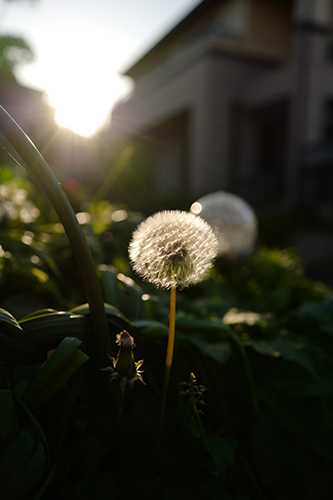 夕日に染まる町