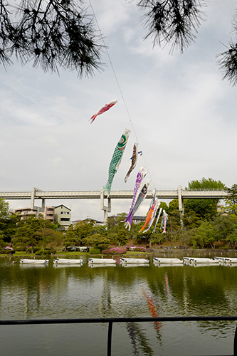 千葉公園鯉のぼり