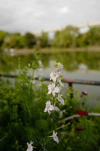 千葉公園