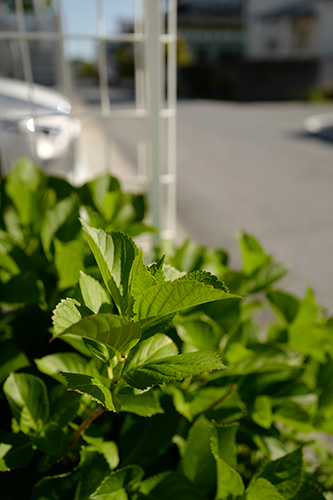 紫陽花の緑