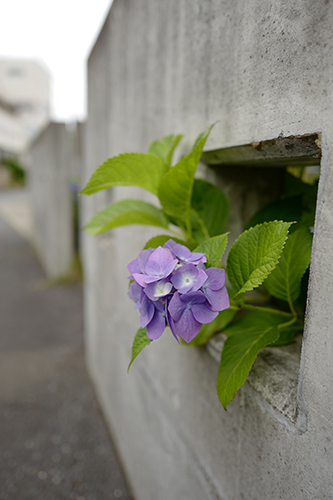 紫陽花