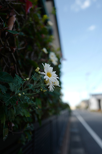 散歩道の花