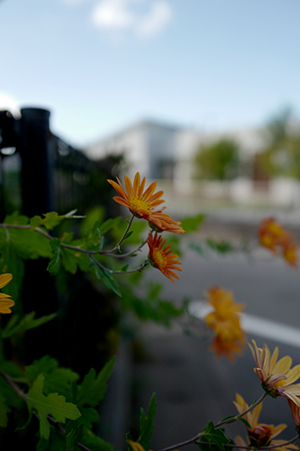 散歩道の花