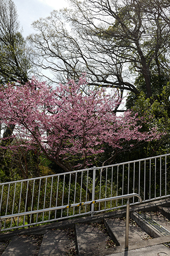 母の家のご近所桜