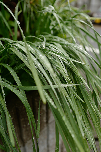 雨の町