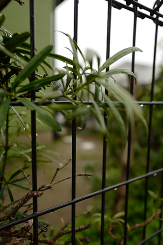 雨の町