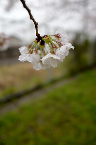 桜