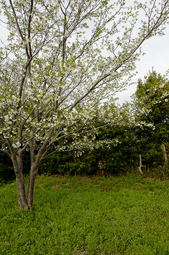 桜