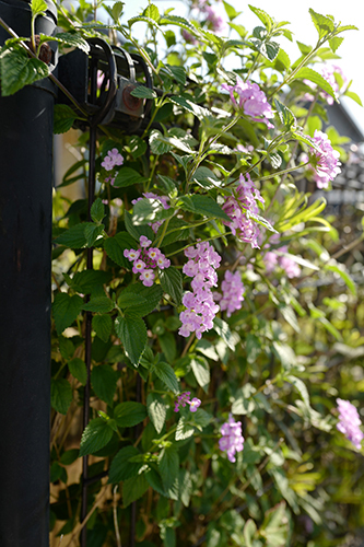 ご近所植木